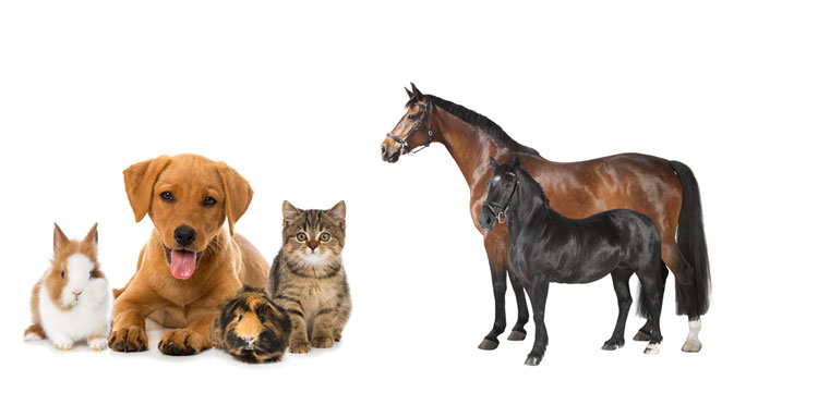 Mit der Allianz Tierkrankenversicherung ist Pferd, Hund und Katze bestens versorgt