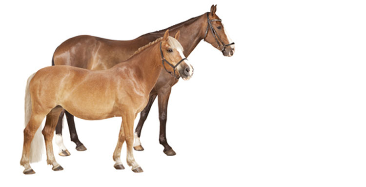 Mit der Alte Leipziger Pferdehaftpflichtversicherung sicheren Ausritt mit den Pferden