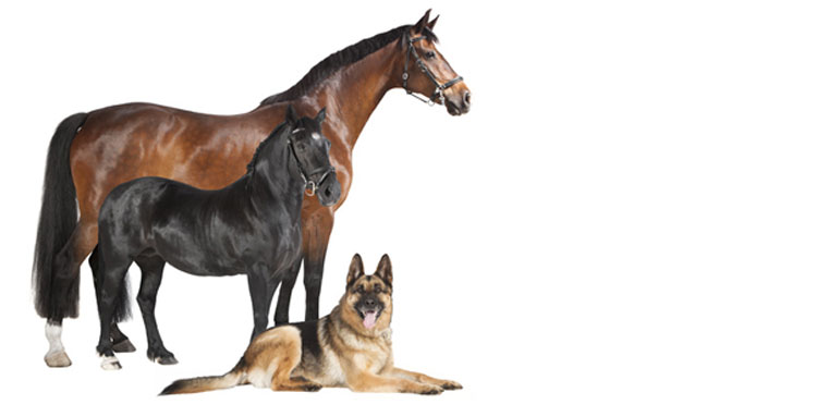 Top Ammerländer Tierhalterhaftpflichtversicherung, wenn Ihr Pferd oder Hund einen Schaden anrichtet