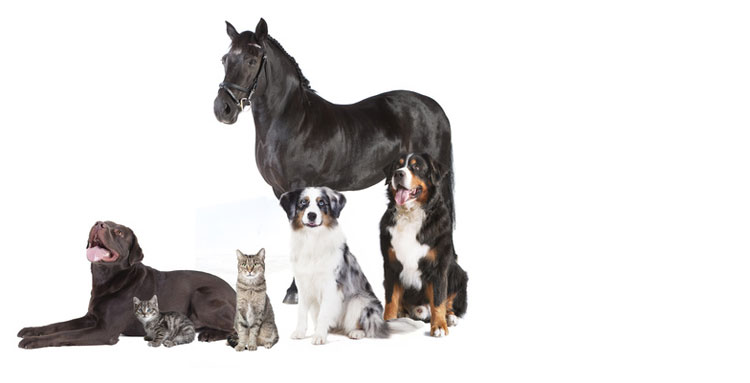 Top ARAG Tier-OP-Versicherung zur Versorgung Ihres Pferdes, Hundes oder Katze