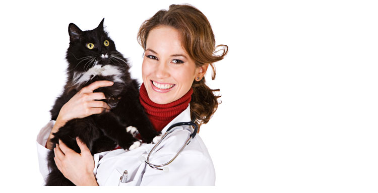 Mit der xxv24 Katzenkrankenversicherung wird die Katze von der Tierärztin perfekt behandelt