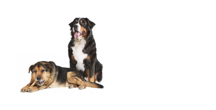 Mit der Cleos Hunde-OP-Versicherung lächelt nicht nur die Frau, sondern auch der Hund