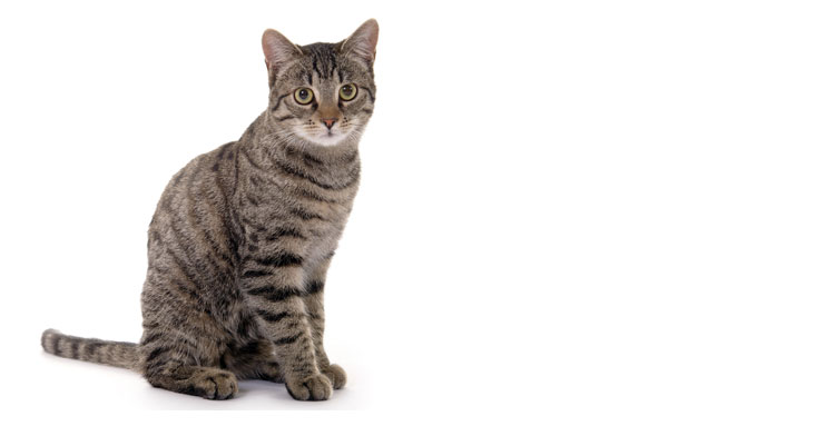 Top Cleos Katzenversicherung zur Absicherung der Katze