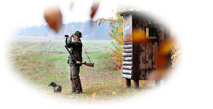 Mit der Gothaer Jagdhaftpflichtversicherung und dem Dackel sicher auf der Jagd