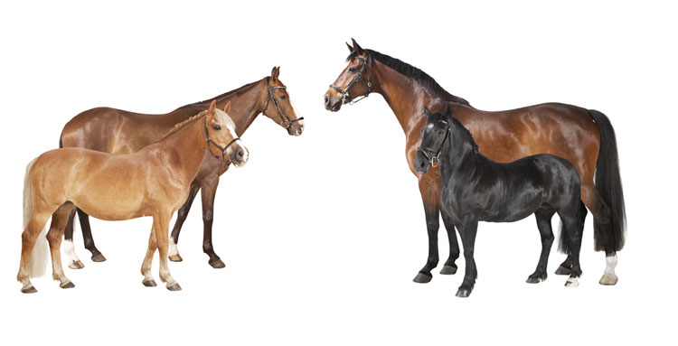 Top R+V Pferde-OP-Versicherung zur optimalen Versorgung Ihrer Pferde
