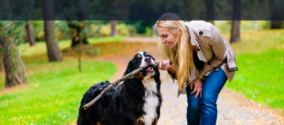 NV Versicherung Hundehaftpflicht xxv24.de gut, günstig versichert!